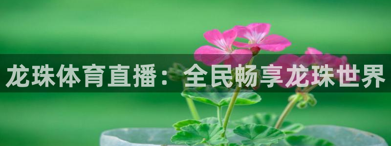 龙珠体育直播：全民畅享龙珠世界