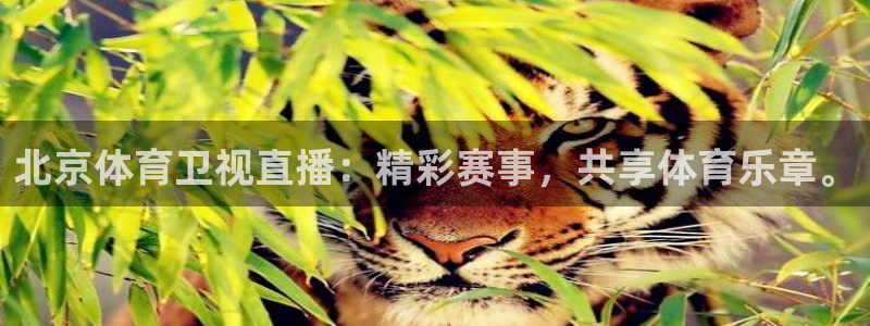 北京体育卫视直播：精彩赛事，共享体育乐章。
